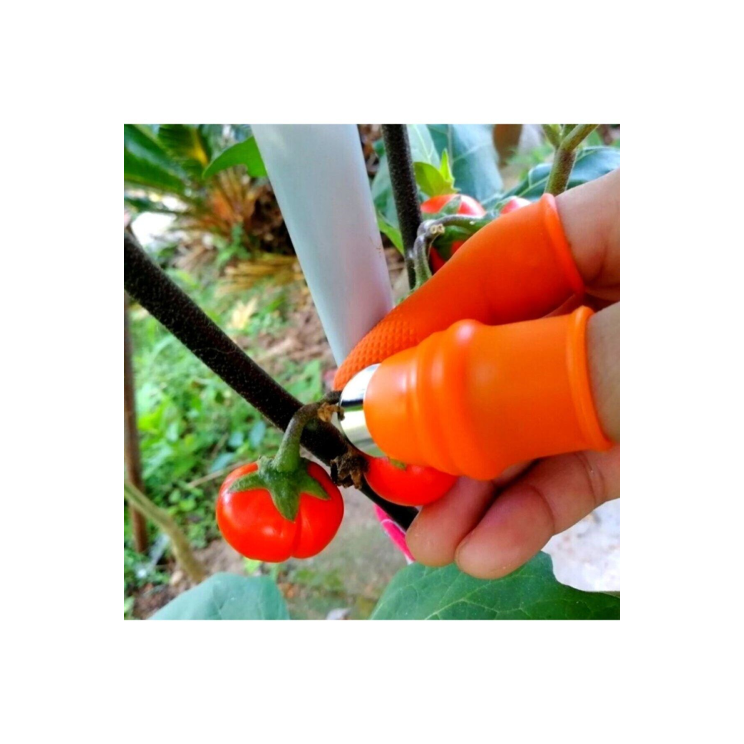 Tırnak Eldiven Baş Parmak Koruyucu Sebze Meyve Toplama Kesme Ayıklayıcı Aparatı Bahçe Makası