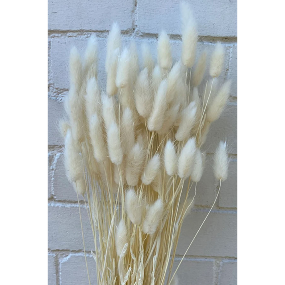 Doğal Kurutulmuş Pamuk Otu, Tavşan Kuyruğu Gelin Buketi Aranjman Çiçeği Lagurus 30 Dal