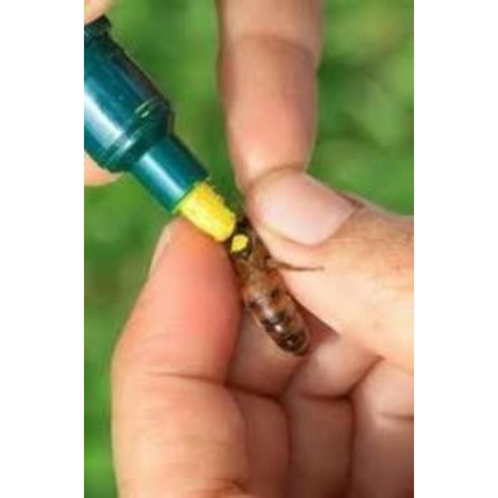 Ana Arı Boyama Kalemi