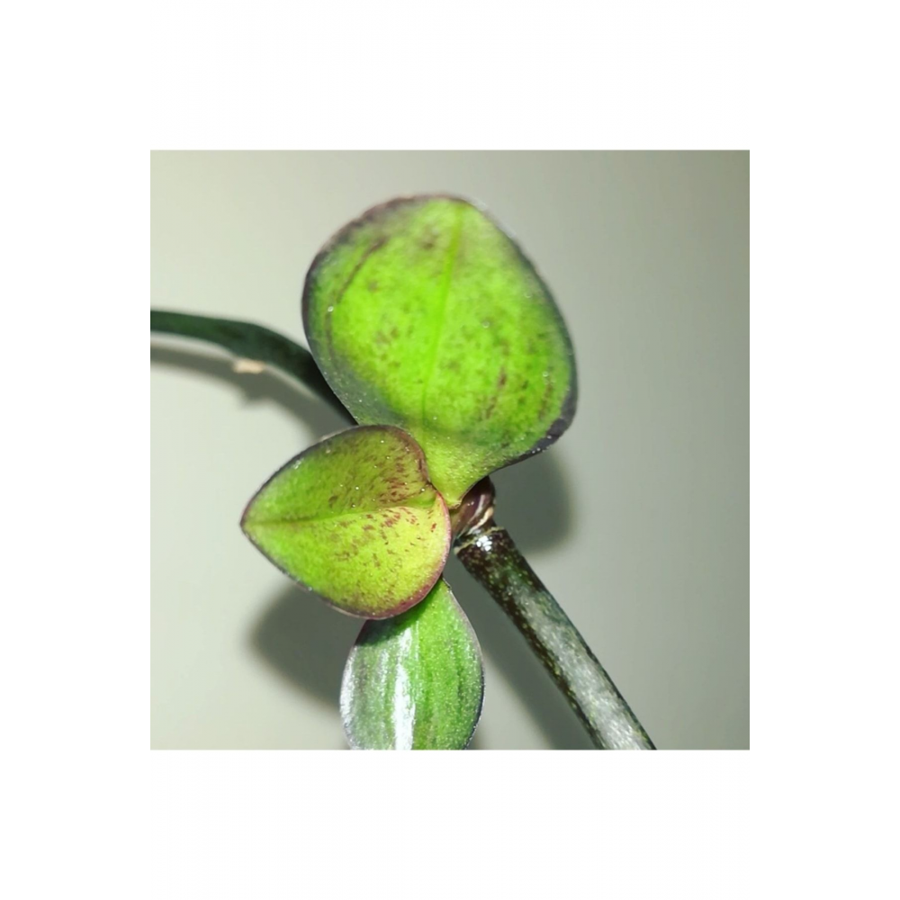 Keiki Pro Orkide/yılbaşı/atlas Çiçeği Çoğaltma Yetiştirme Macunu Vazelin Ithal 1.5gr