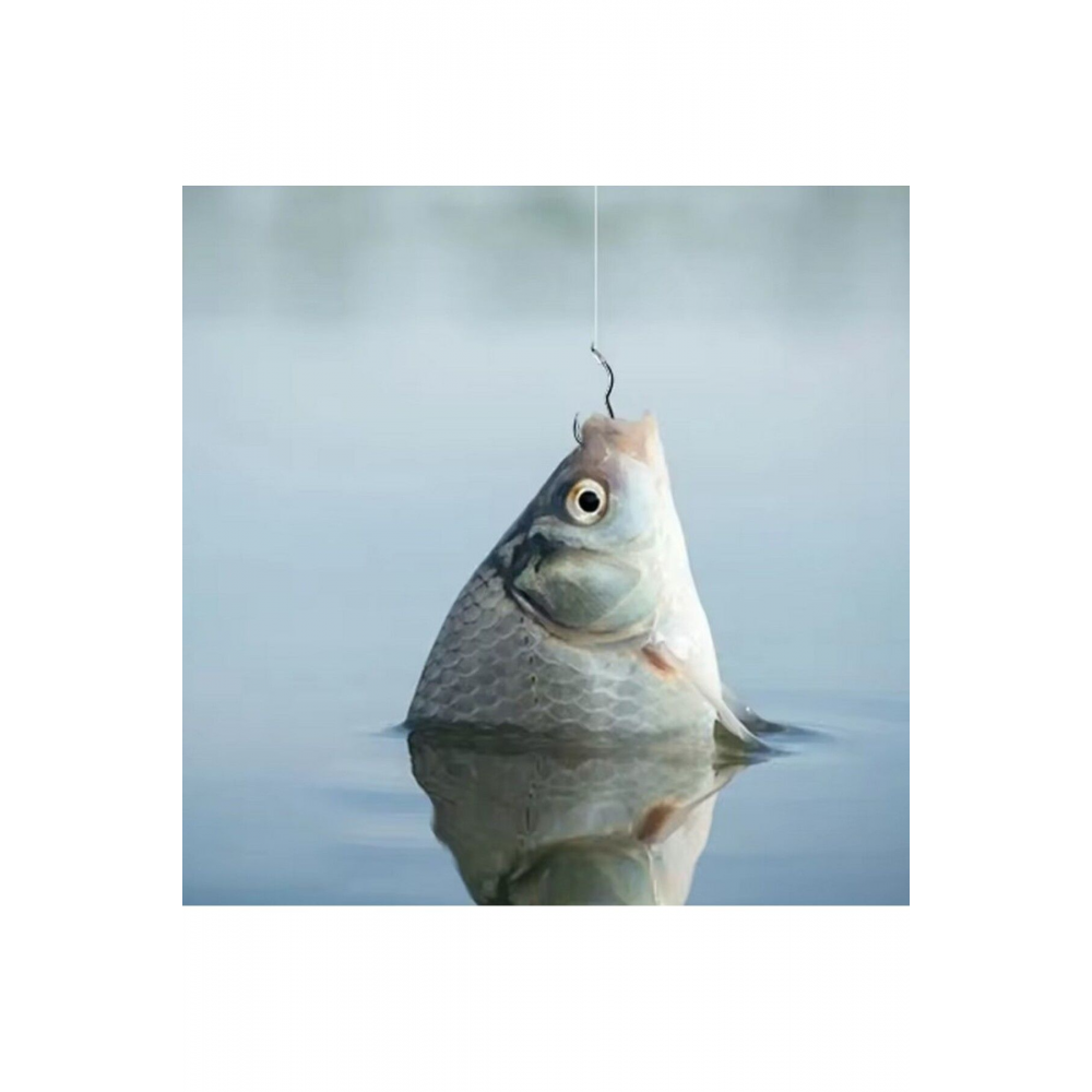 Şamandıra İğnesi, Balığın Ağzına Kendi Takılan İğne - Balık Av Kancası