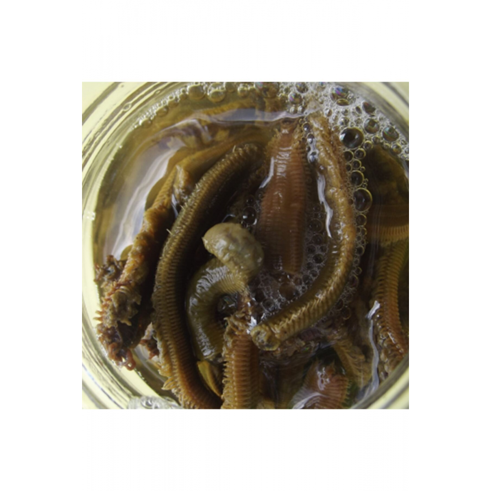 Boru Kurdu Salamura (35 ADET) 1 Kavanoz