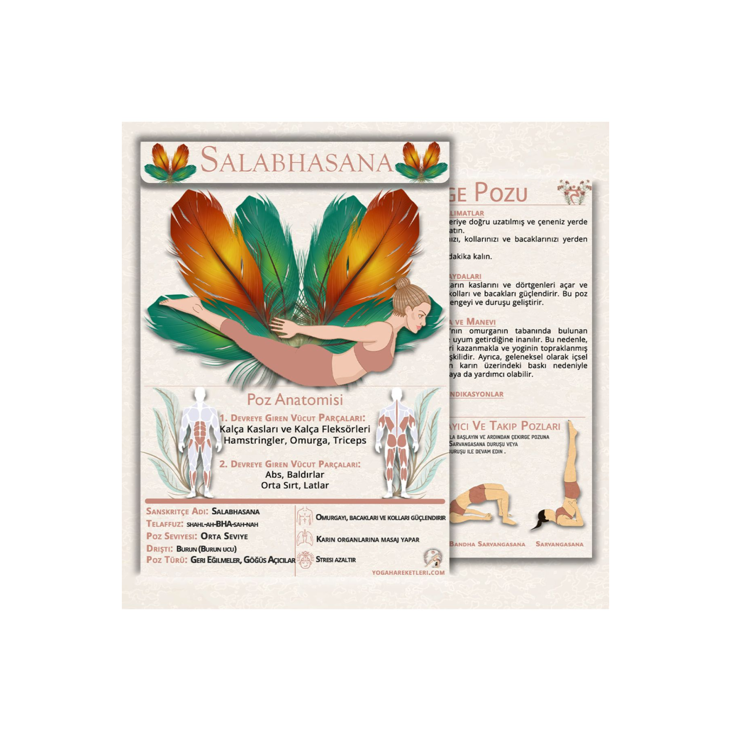 60 Yoga Anatomisi Içeren Temel Kartları