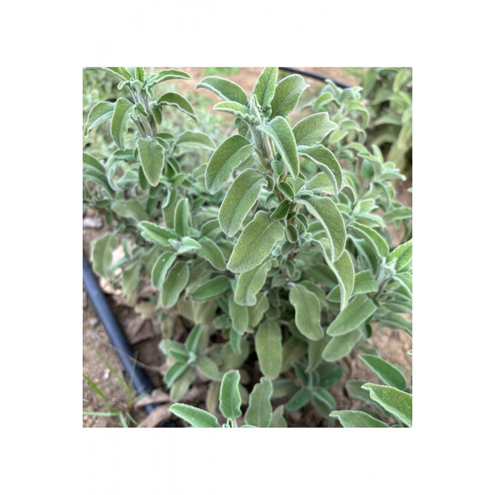 3 Demet Doğal Anadolu Adaçayı