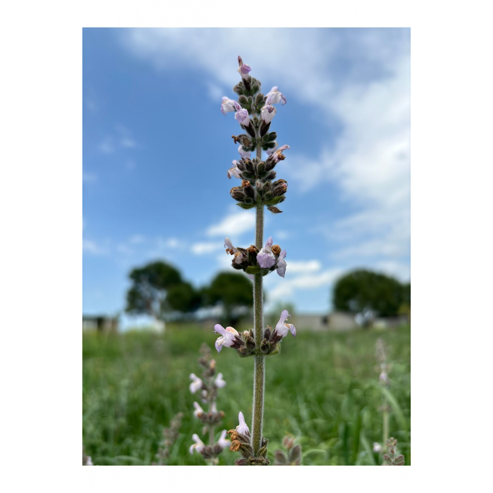 3 Demet Doğal Anadolu Adaçayı