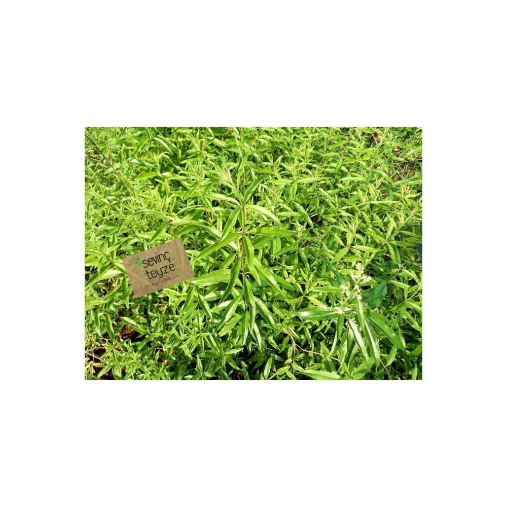 Sevinç Teyze Limon Melisa,oğul Otu,nane Balsamı,acem Otu,limon Otu,melissa Officinalis 20g.