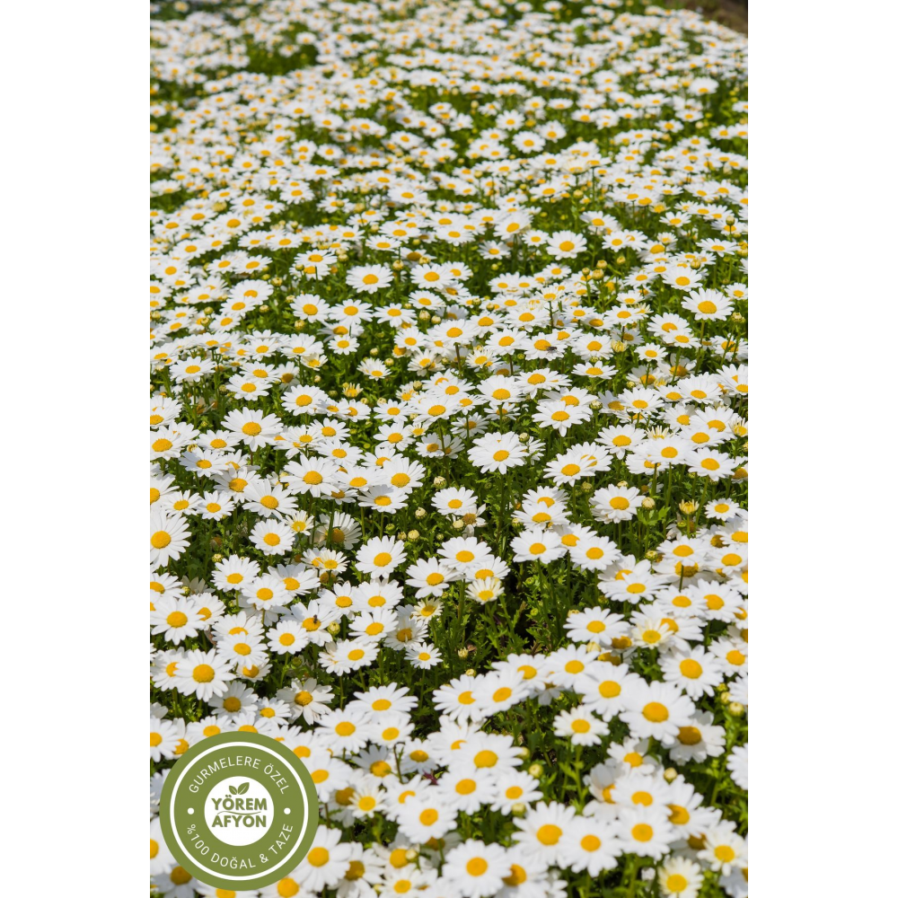 Yörem Afyon Meşhur Muğla Güneşte Kurutulmuş Kokulu Kuru Papatya, Koyun Gözü, Alababa | 60gr.