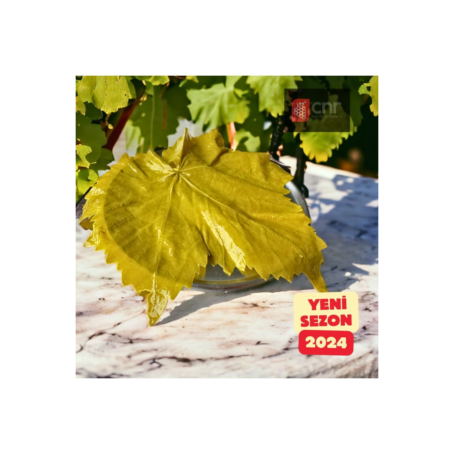 Ilk Hasat 2024 Damarsız Asma Yaprağı 5 Kilogram