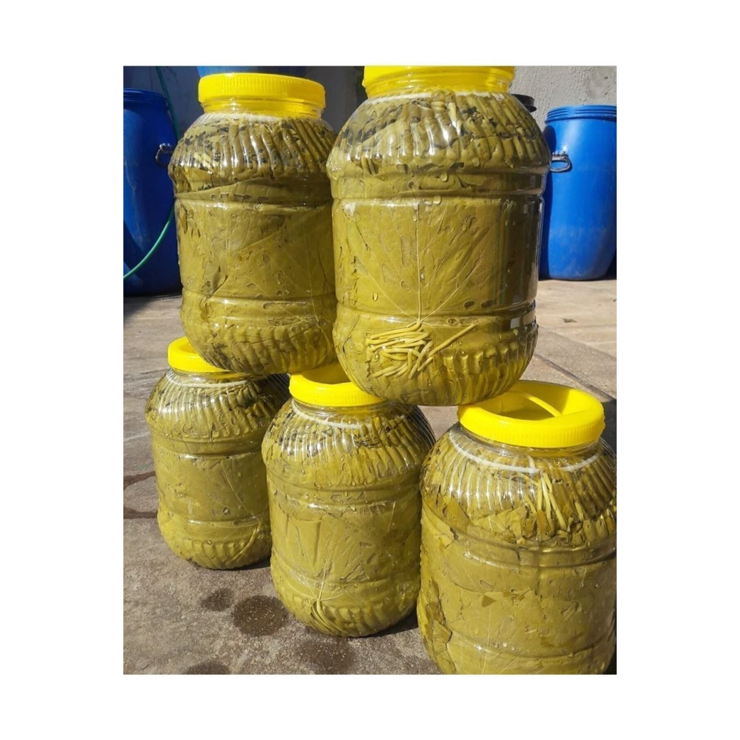 Manisa Taze Salamura Bağ Yaprağı 10 Kğ