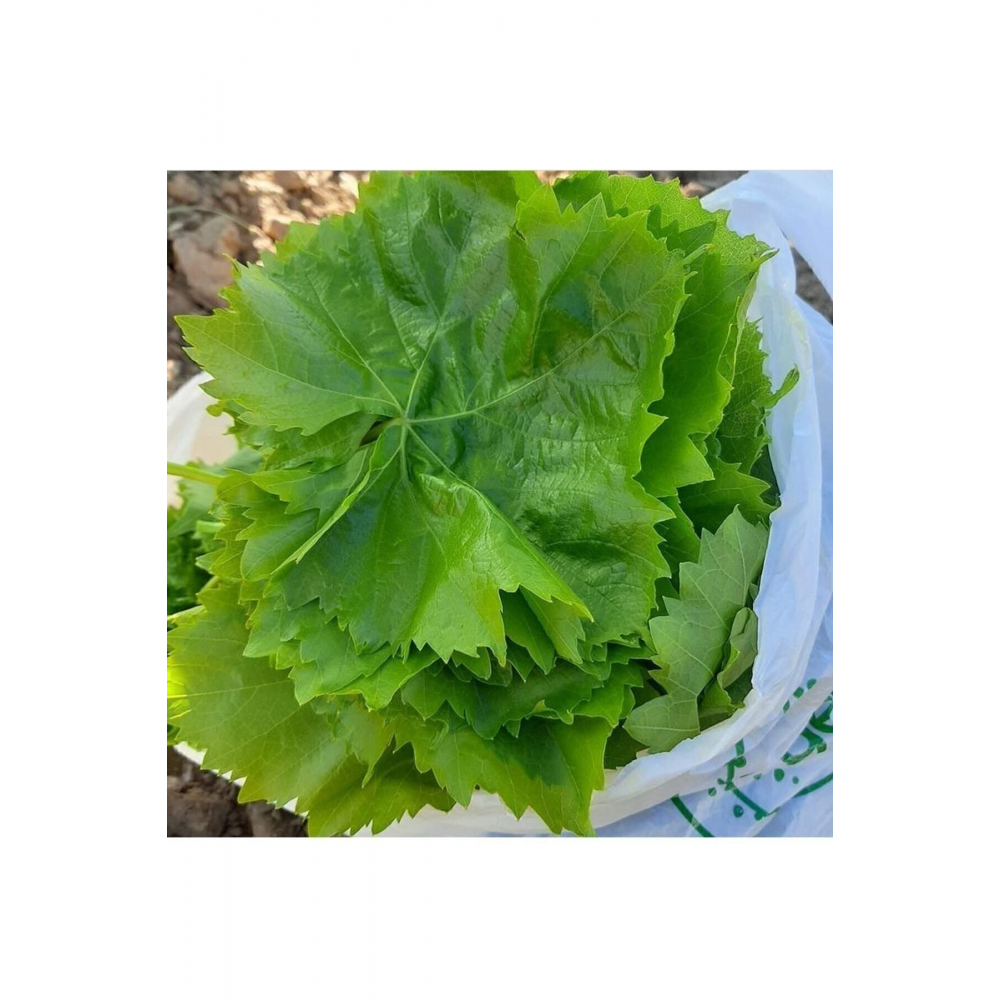 Manisa Taze Salamura Bağ Yaprağı 10 Kğ