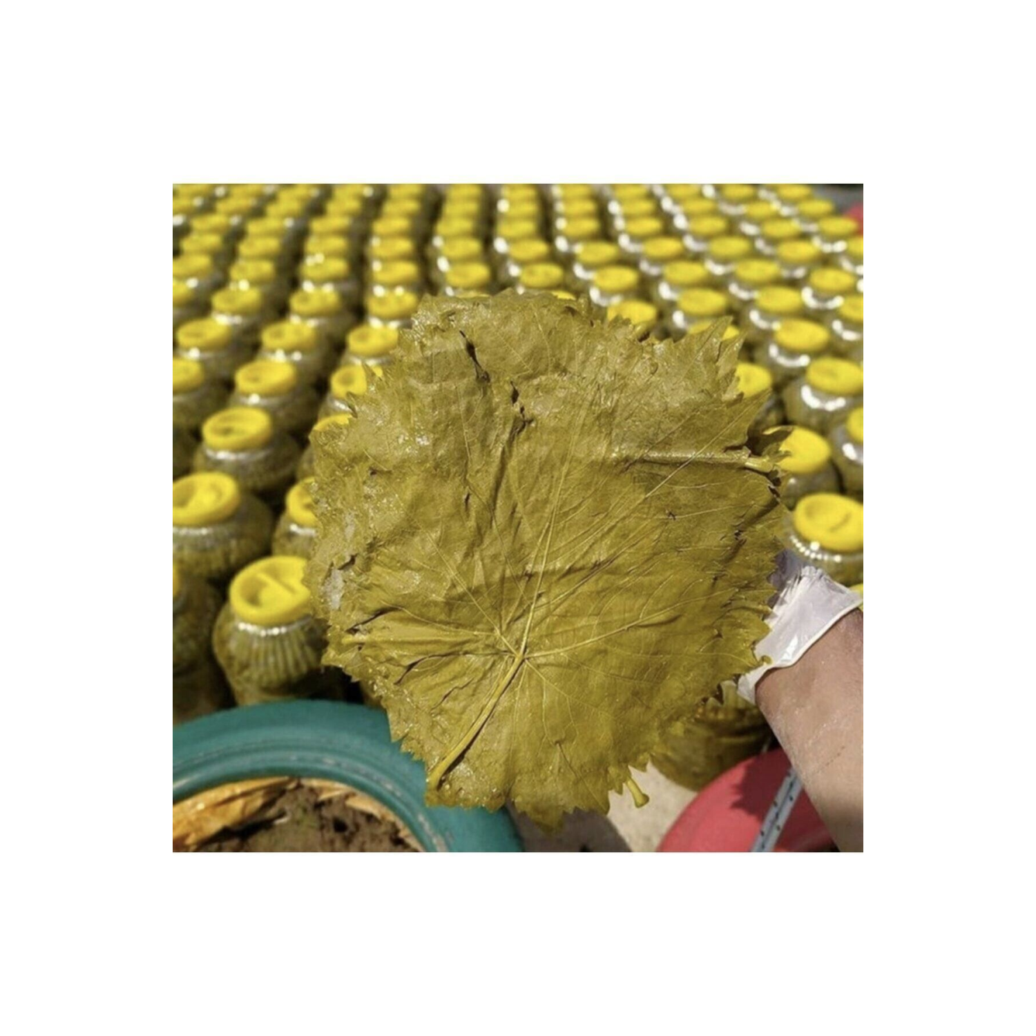 Uç Salamura Yaprak 5 Lt