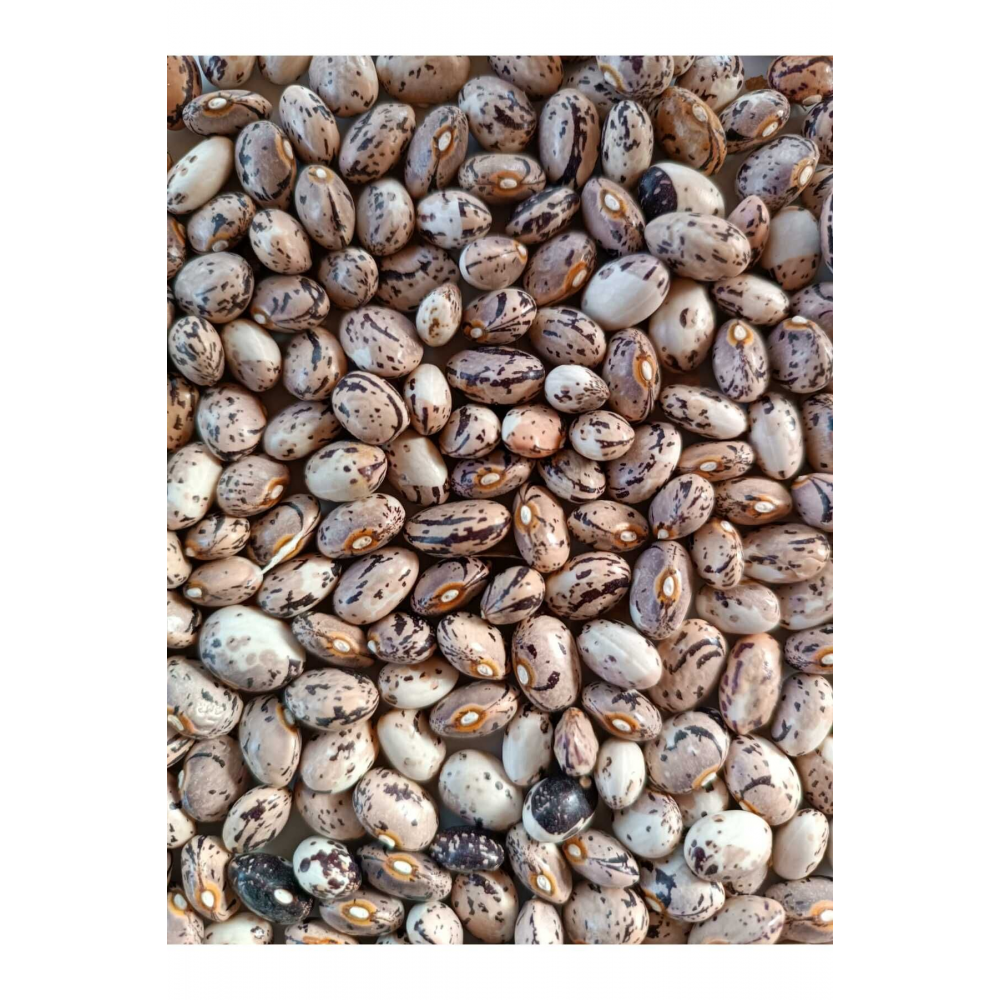 ATA Tohumu Yerli Çilli Barbunya Geneleksel Ürün Doğal Yetişritilmiş 1 kg