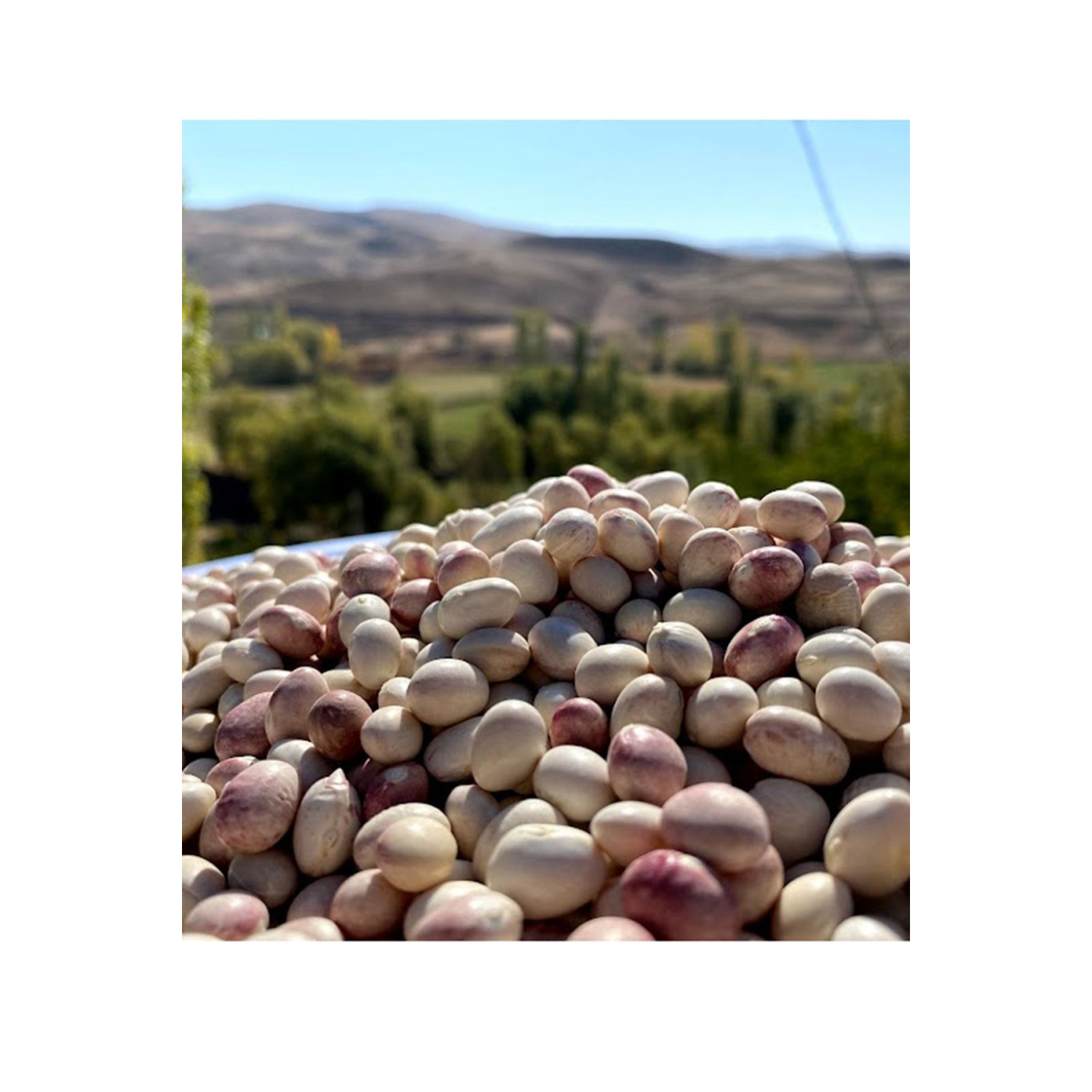 Ispir Fasulyesi - 1 Kg