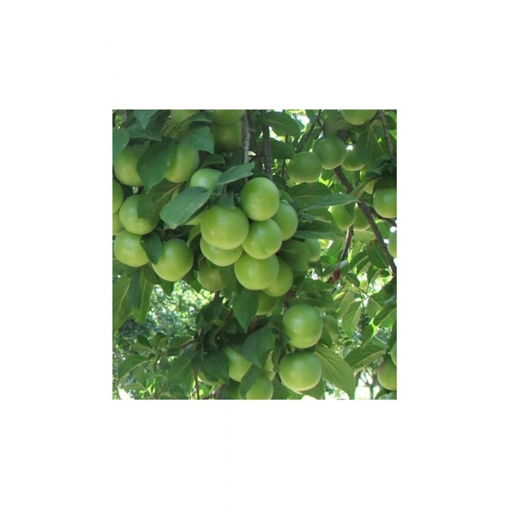 Dalından Taze Yeşil Erik 100 Gram