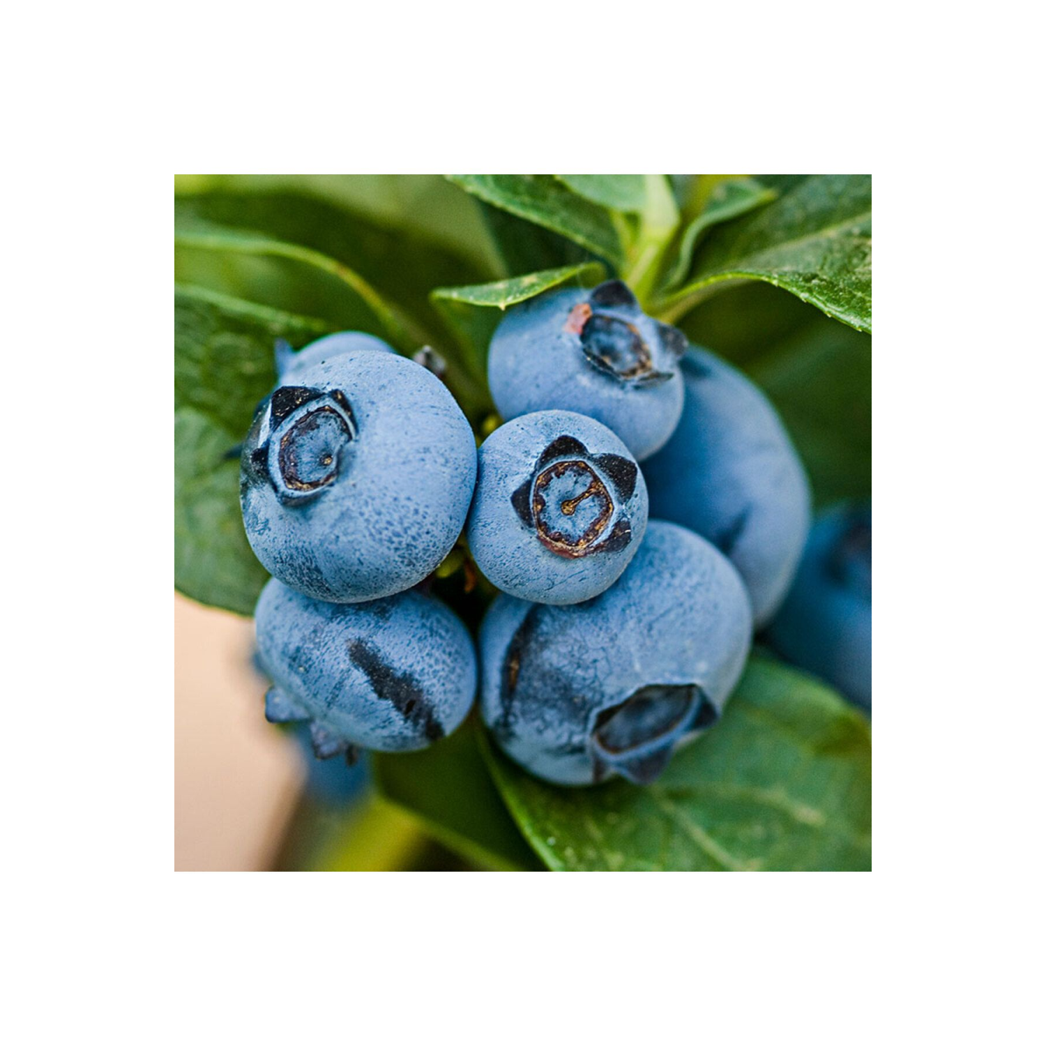 Taze Jumbo Yaban Mersini (BLUEBERRY,LİKAPA) 1000 gr