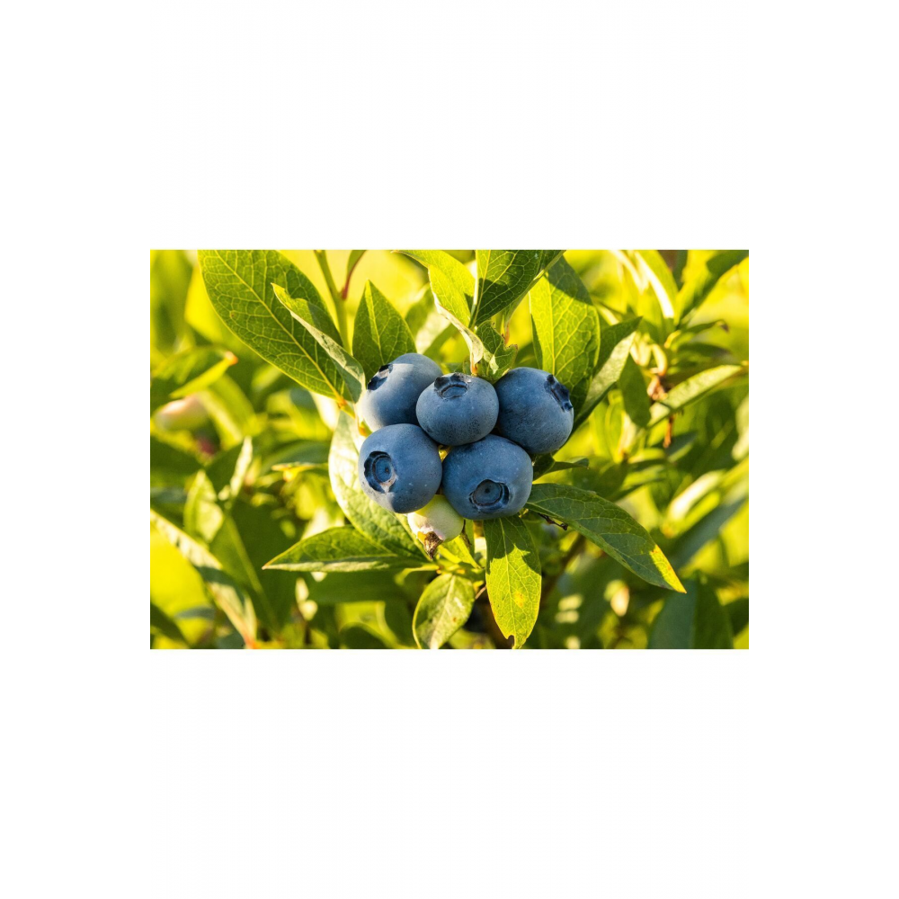 Taze Jumbo Yaban Mersini (BLUEBERRY,LİKAPA) 1000 gr