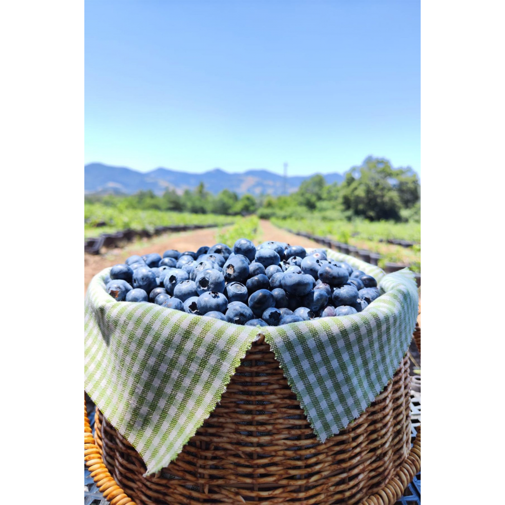 Taze Yaban Mersini 1000 Gr