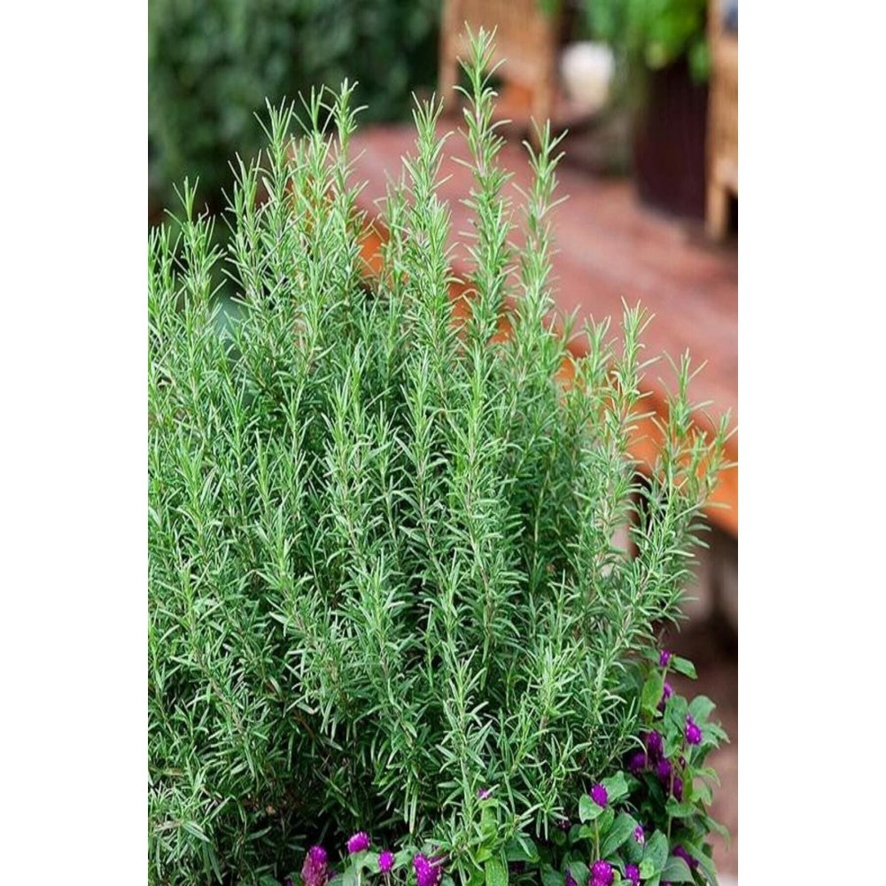 Bahçeden Dalından Ilaçsız Taze Biberiye-40 Gr