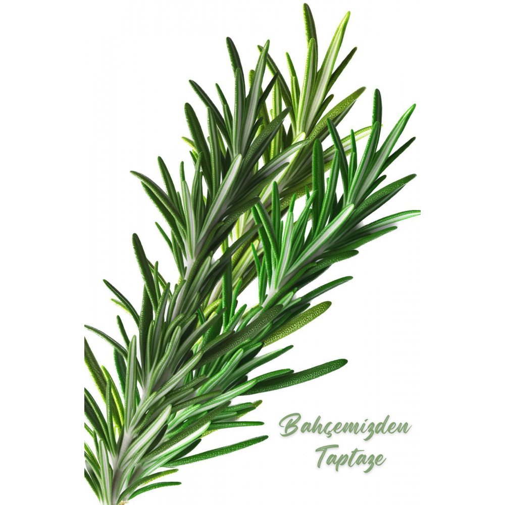 Üreticiden Ilaçsız 40 Gr. Biberiye Otu Taze Doğal Organik Rosemary