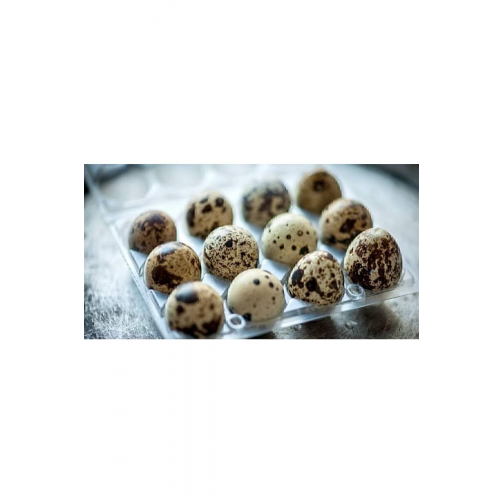 12 Adet Kuluçkalık Ukrayna Jumbo Japon Bıldırcın Yumurtası