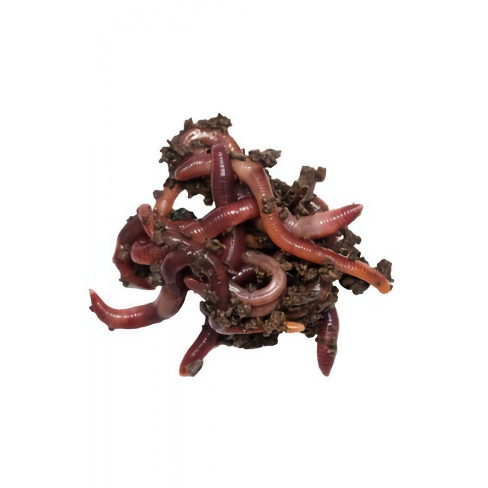 100 Adet Kırmızı Kaliforniya Solucanı Olta Balıkcılığı(Fishing)