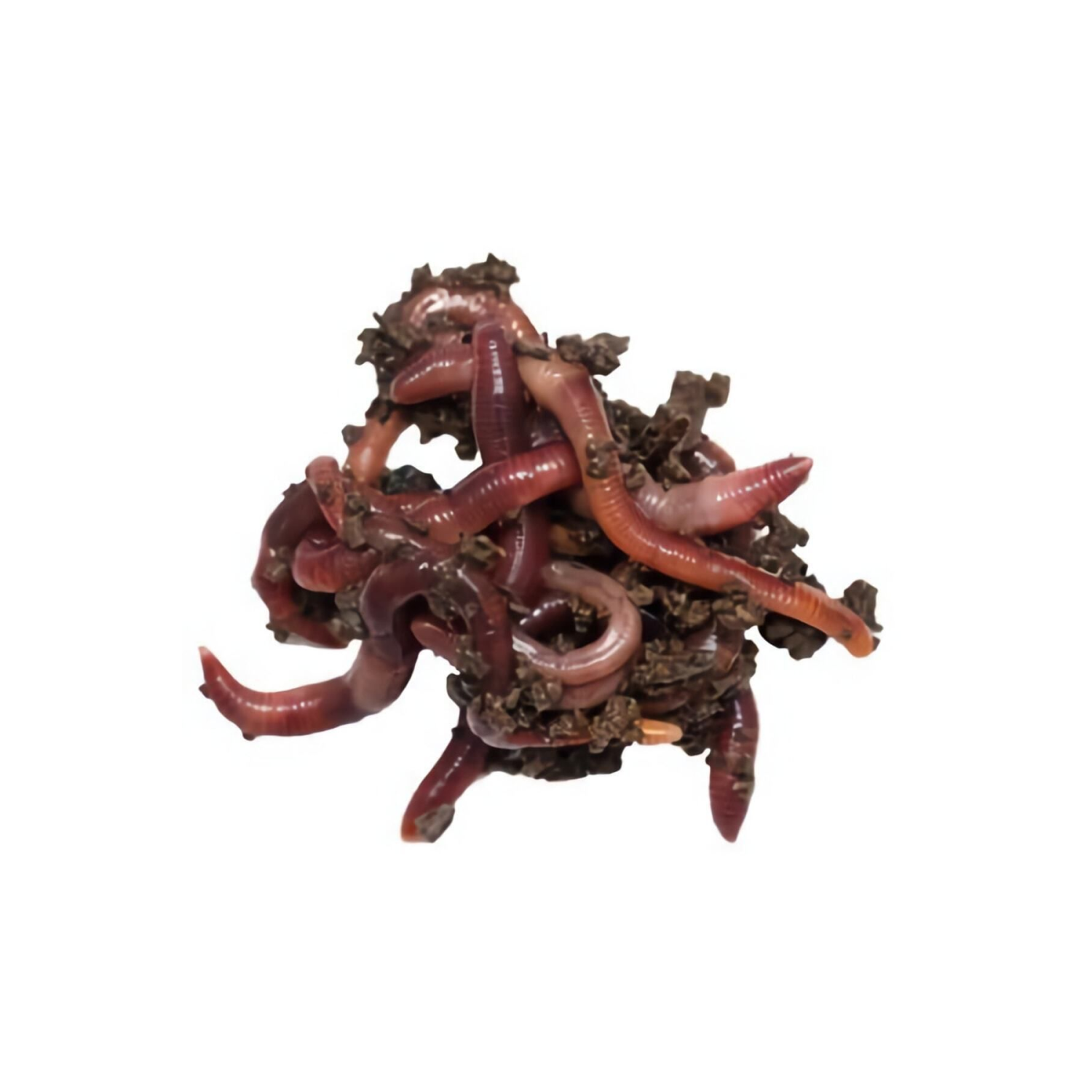 100 Adet Kırmızı Kaliforniya Solucanı Olta Balıkcılığı(Fishing)