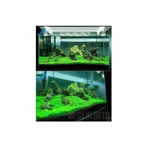 1000++ Adet Su Yoncası - Canlı Su Bitkisi Tohumu-  Süs Bitkisi Tohumu- Taban Bitkisi