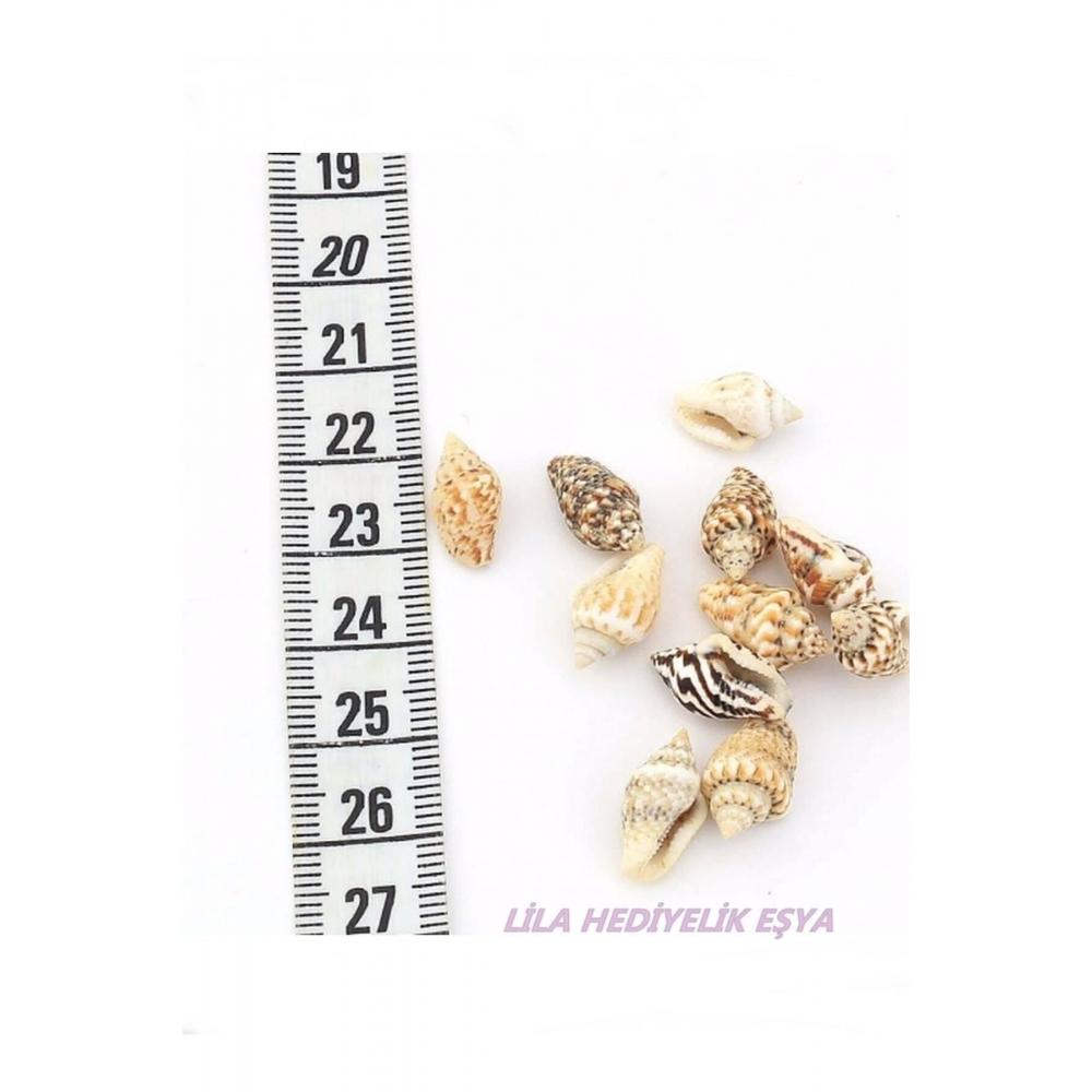 250 Adet Nassa Shell Doğal Deniz Kabuğu (BOYUT ORTALAMA 1 CM)