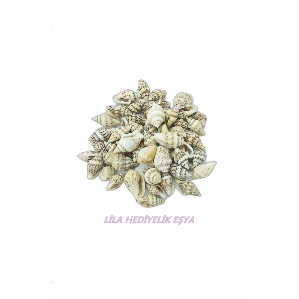 250 Adet Nassa Shell Doğal Deniz Kabuğu (BOYUT ORTALAMA 1 CM)