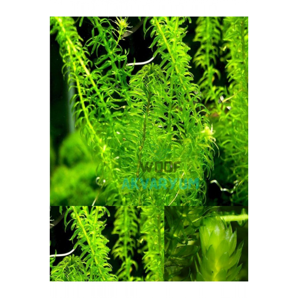 5 Dal Kolay, Kum Gerekmeyen Canlı Akvaryum Bitkisi Eledoa Densa Akvaryum Bitkileri