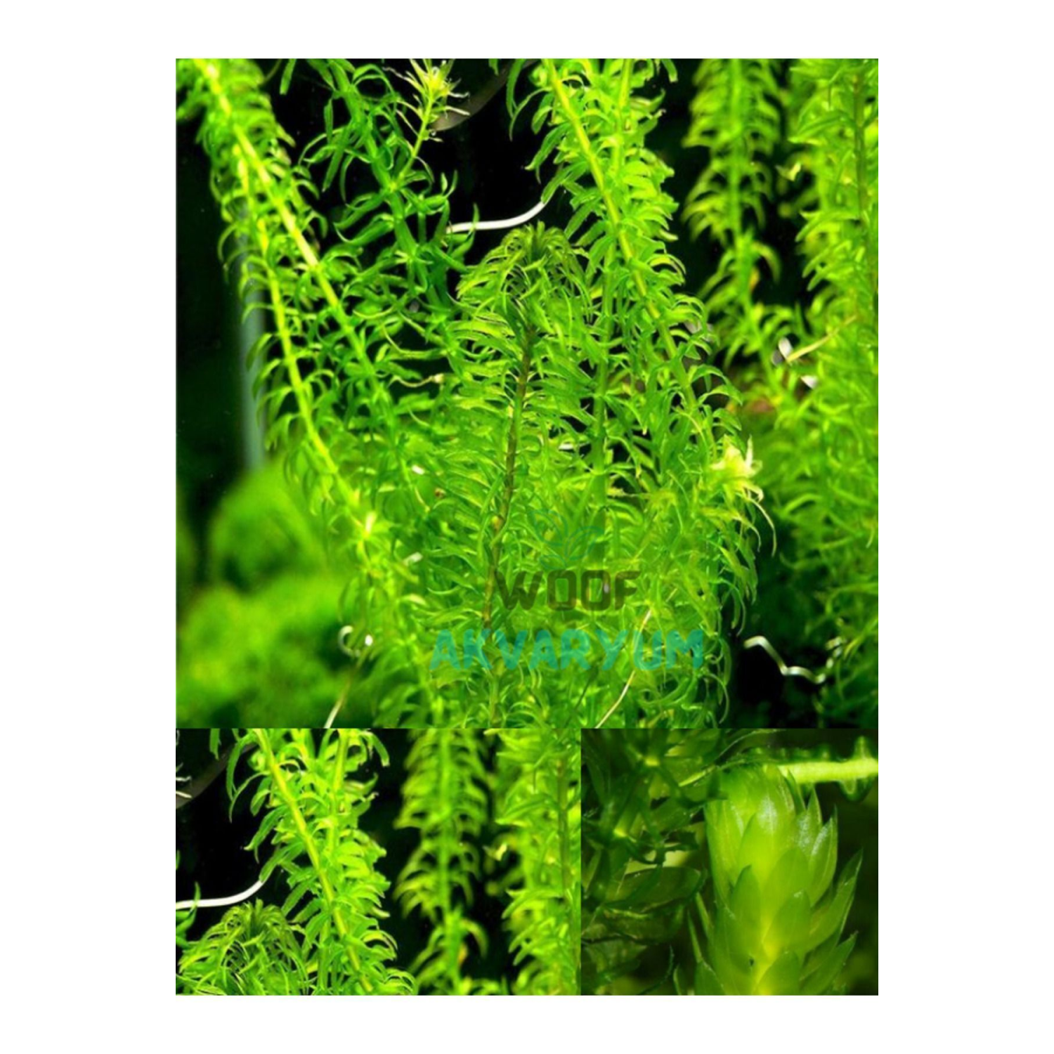 5 Dal Kolay, Kum Gerekmeyen Canlı Akvaryum Bitkisi Eledoa Densa Akvaryum Bitkileri