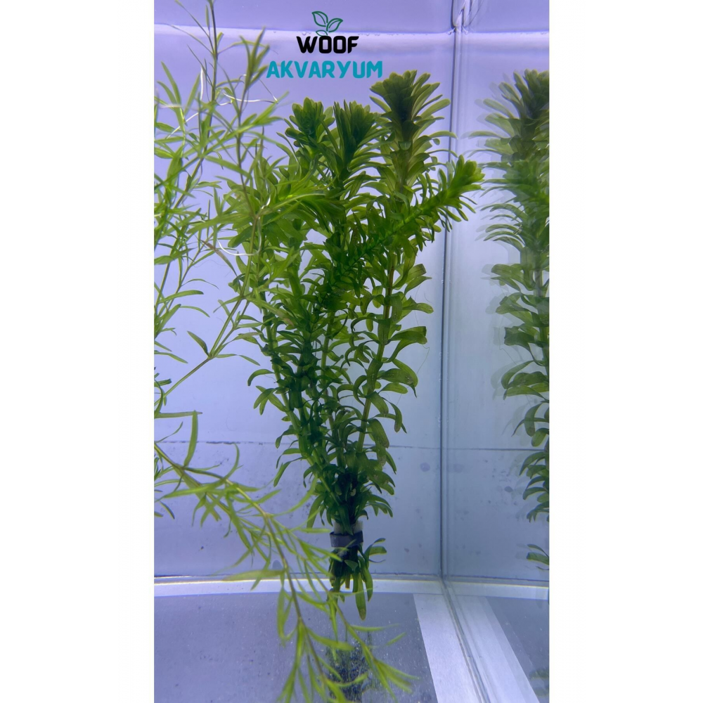 5 Dal Kolay, Kum Gerekmeyen Canlı Akvaryum Bitkisi Eledoa Densa Akvaryum Bitkileri