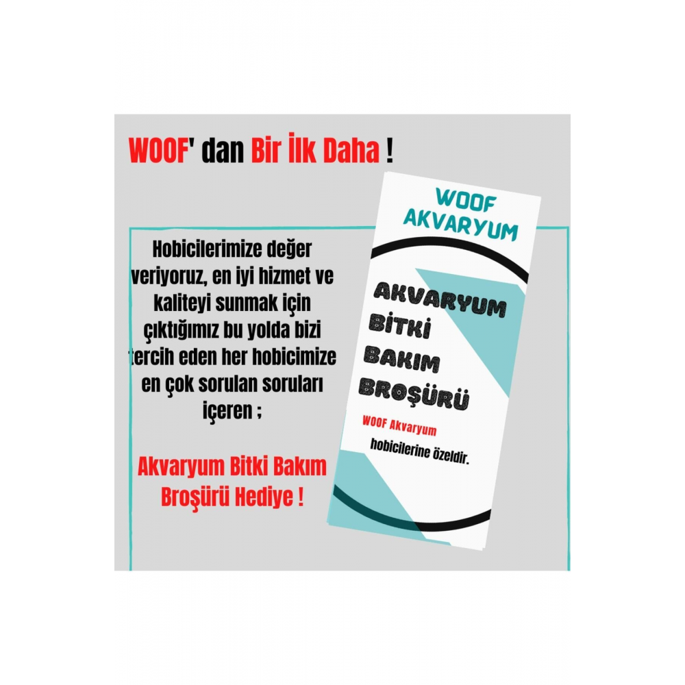 5 Dal Kolay, Kum Gerekmeyen Canlı Akvaryum Bitkisi Eledoa Densa Akvaryum Bitkileri