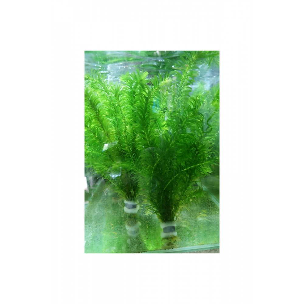 5 Dal Kolay, Kum Gerekmeyen Canlı Akvaryum Bitkisi Eledoa Densa Akvaryum Bitkileri