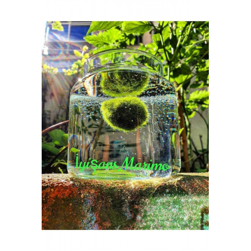 Marimo Baby Şans Yosunu Mossball Büyütmek Ve Çoğaltmak Için 1 Adet (0.5-1CM)