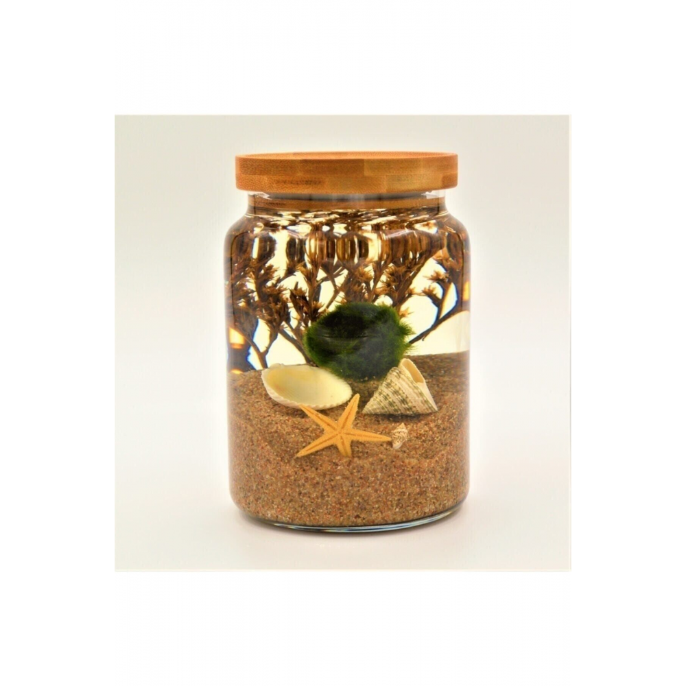 Şans Getiren Marimo Patara