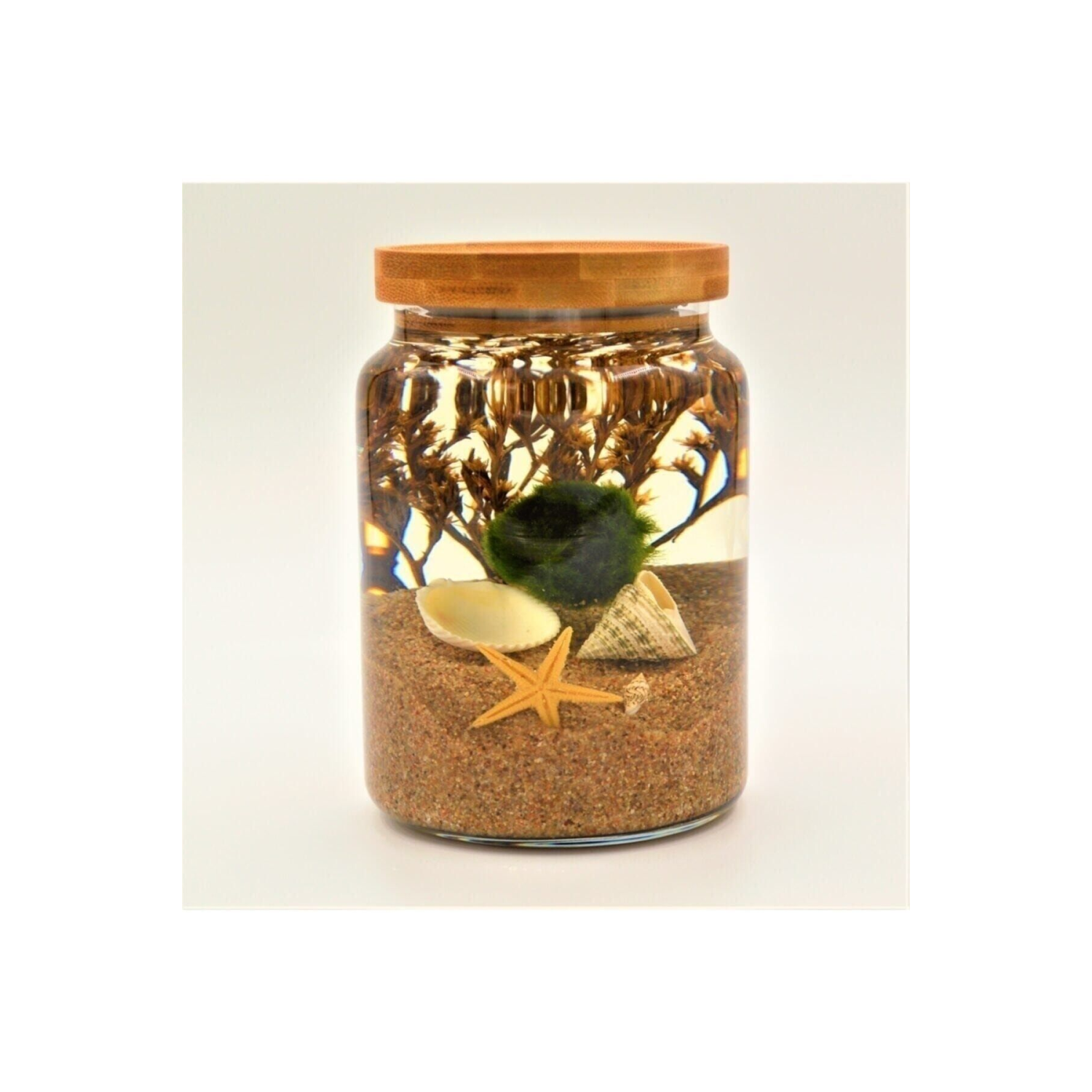 Şans Getiren Marimo Patara