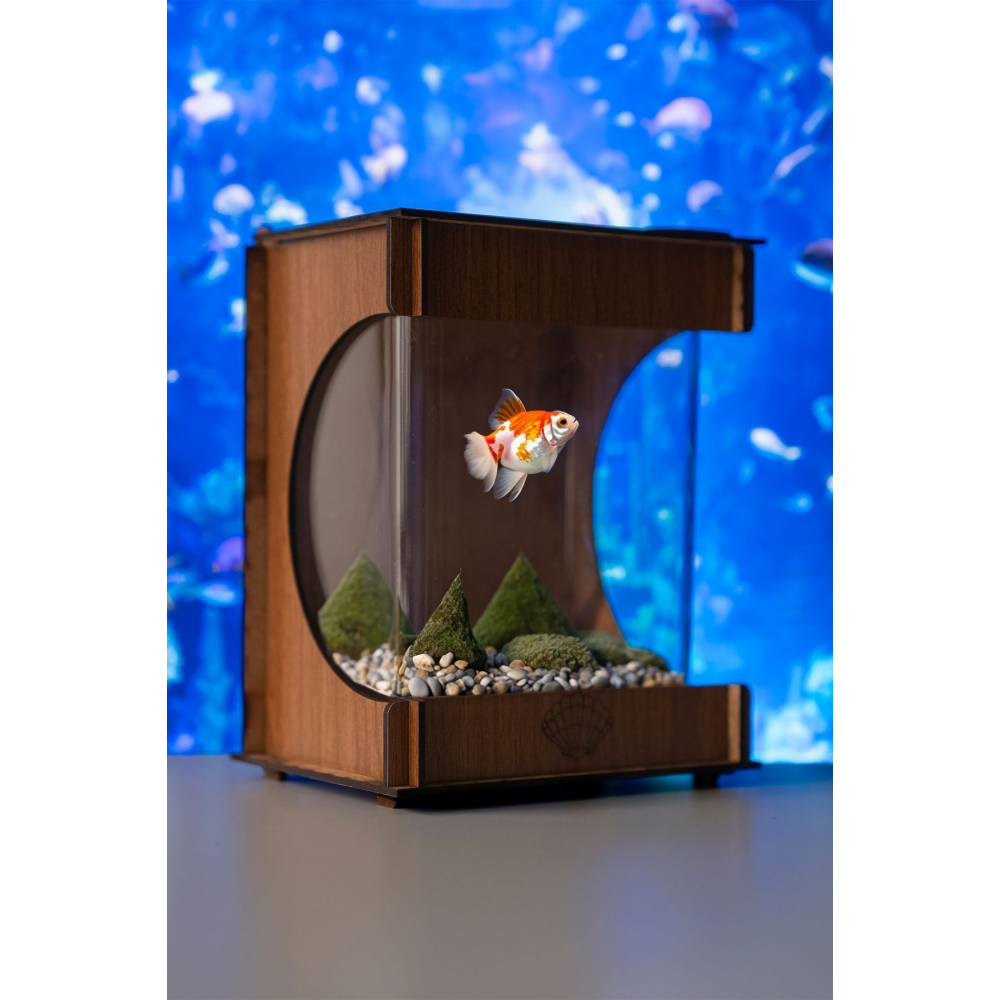 Beta Ahşap Mini Akvaryum Hediyelik Balık Akvaryumu