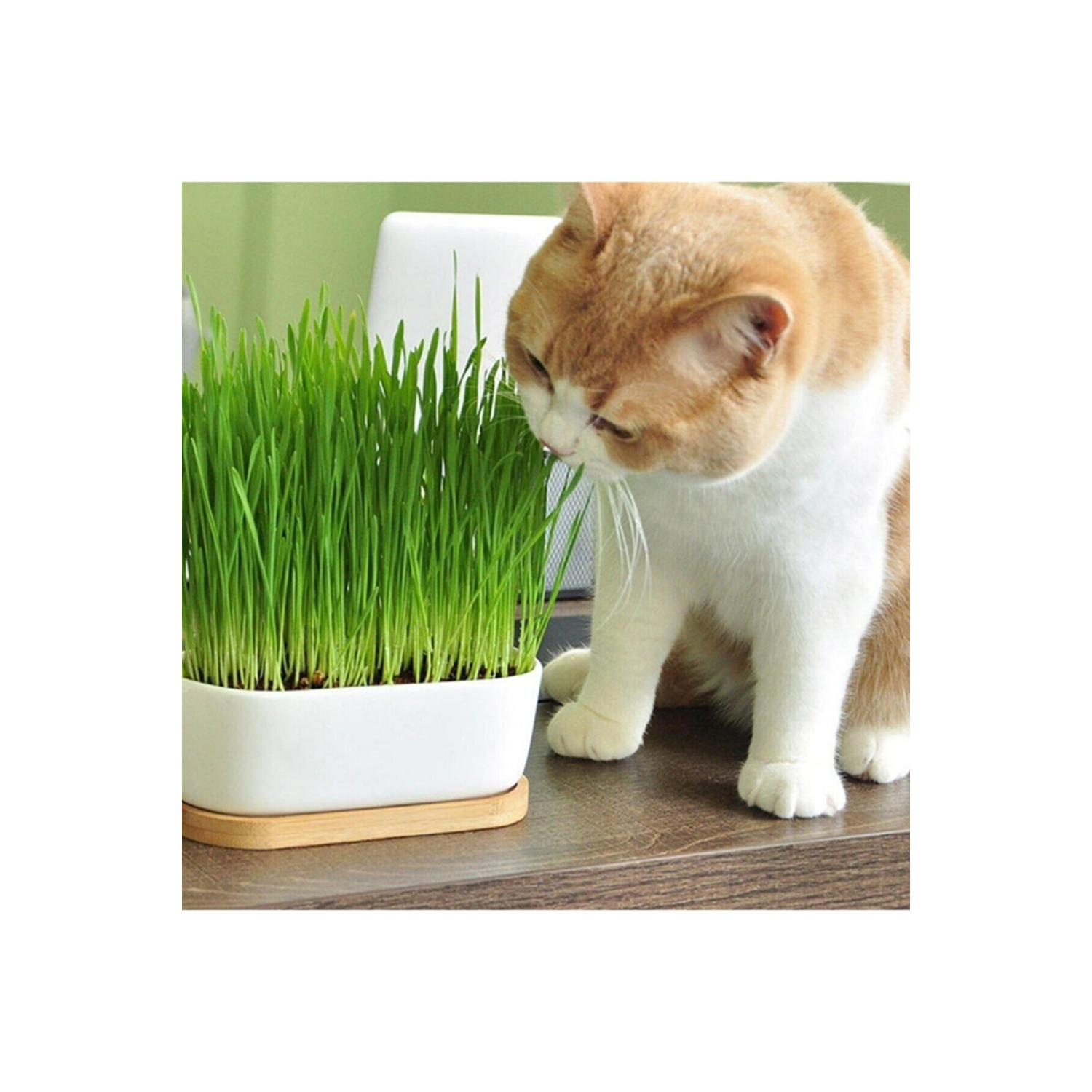 %100 Doğal Fileli Kedi Çimi (Tüy Yumağı Önleyici)