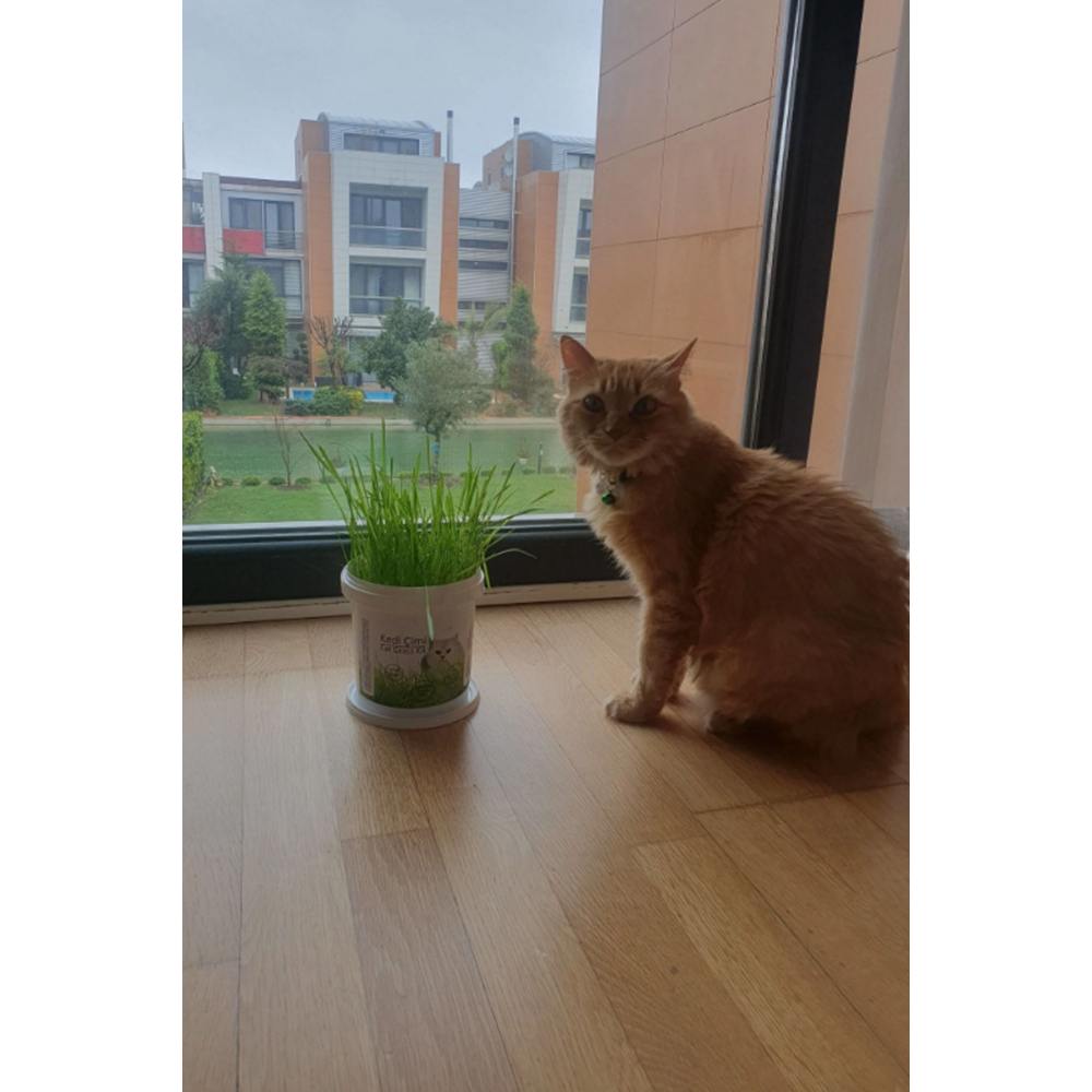 %100 Doğal Kedi Çimi (tüy Yumağı Önleyici)