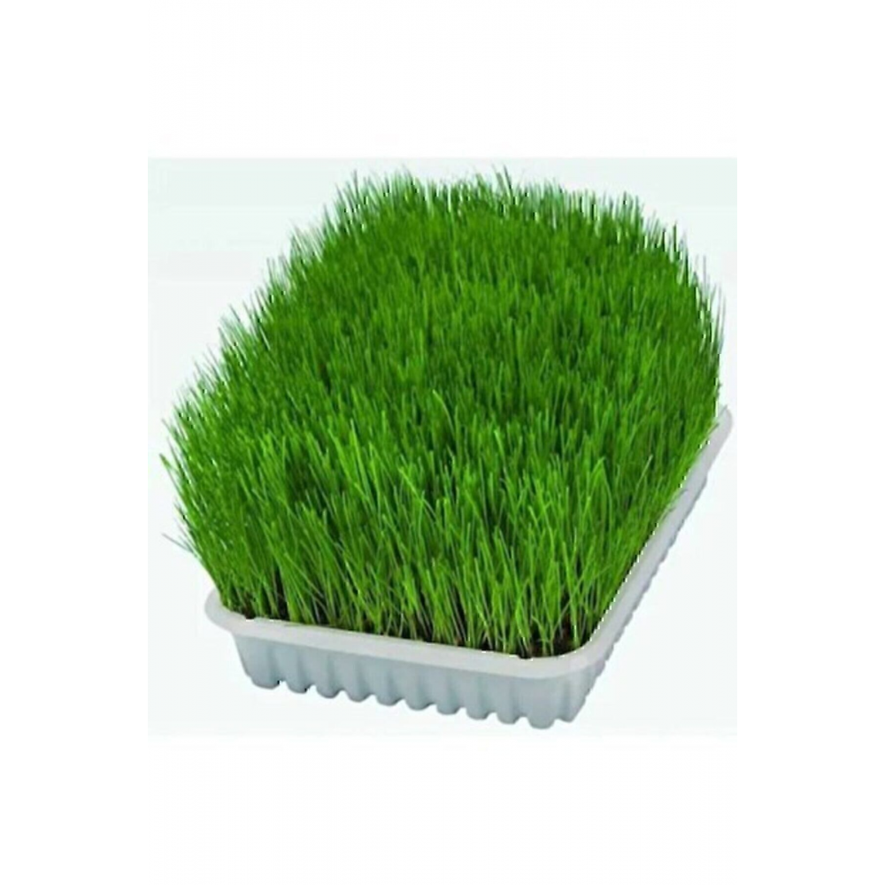 Kedi Otu Mix Karışım Kedi Çimi 100 gr