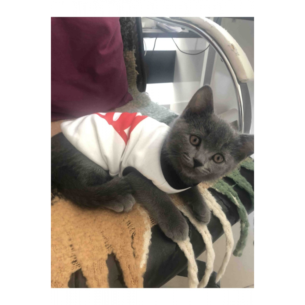 Polar Köpek e Kedi Kıyafeti - Beyaz  S Beden