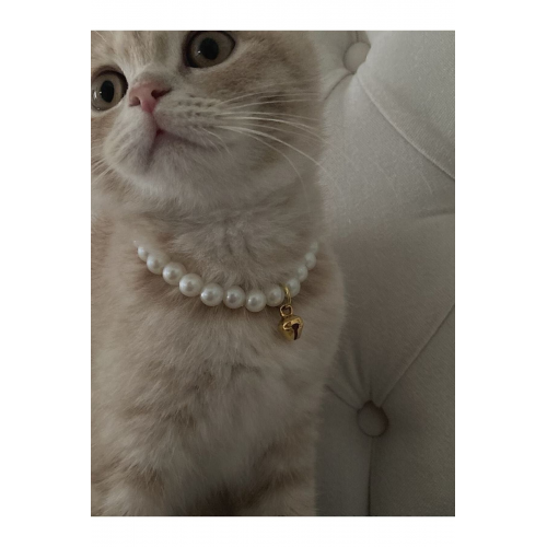 Incili Kedi Tasması