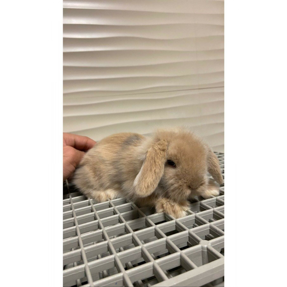 50x50 Ölçü Plastik Tavşan Kafesi Taban Izgarası [1 Adet]