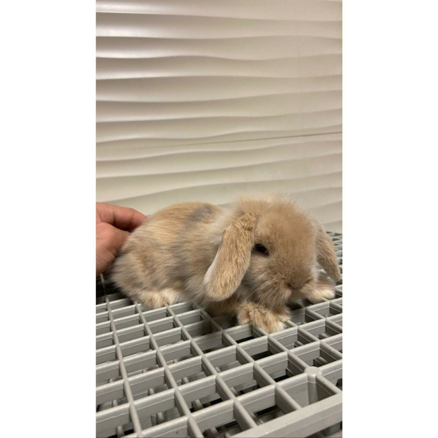 50x50 Ölçü Plastik Tavşan Kafesi Taban Izgarası [1 Adet]