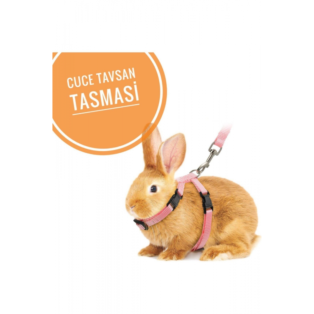 Hollanda Cüce Tavşan Tasması