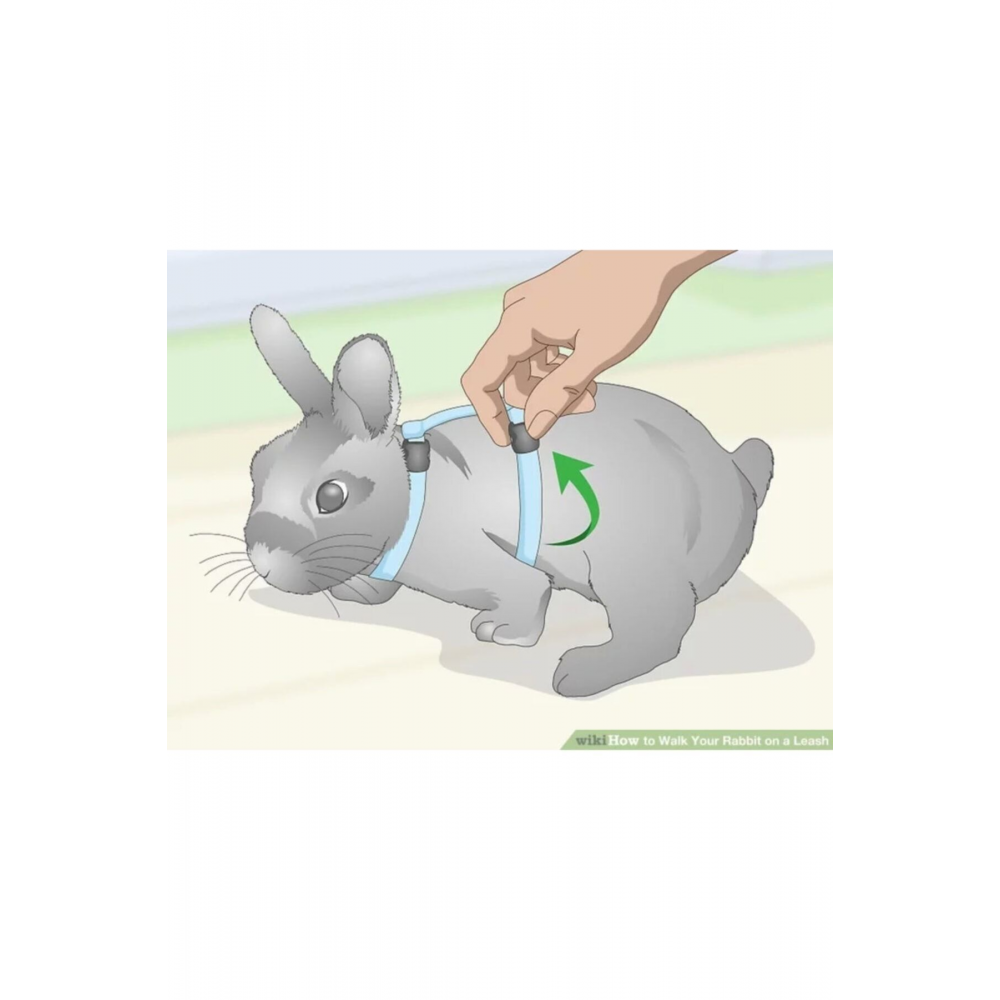 Hollanda Cüce Tavşan Tasması