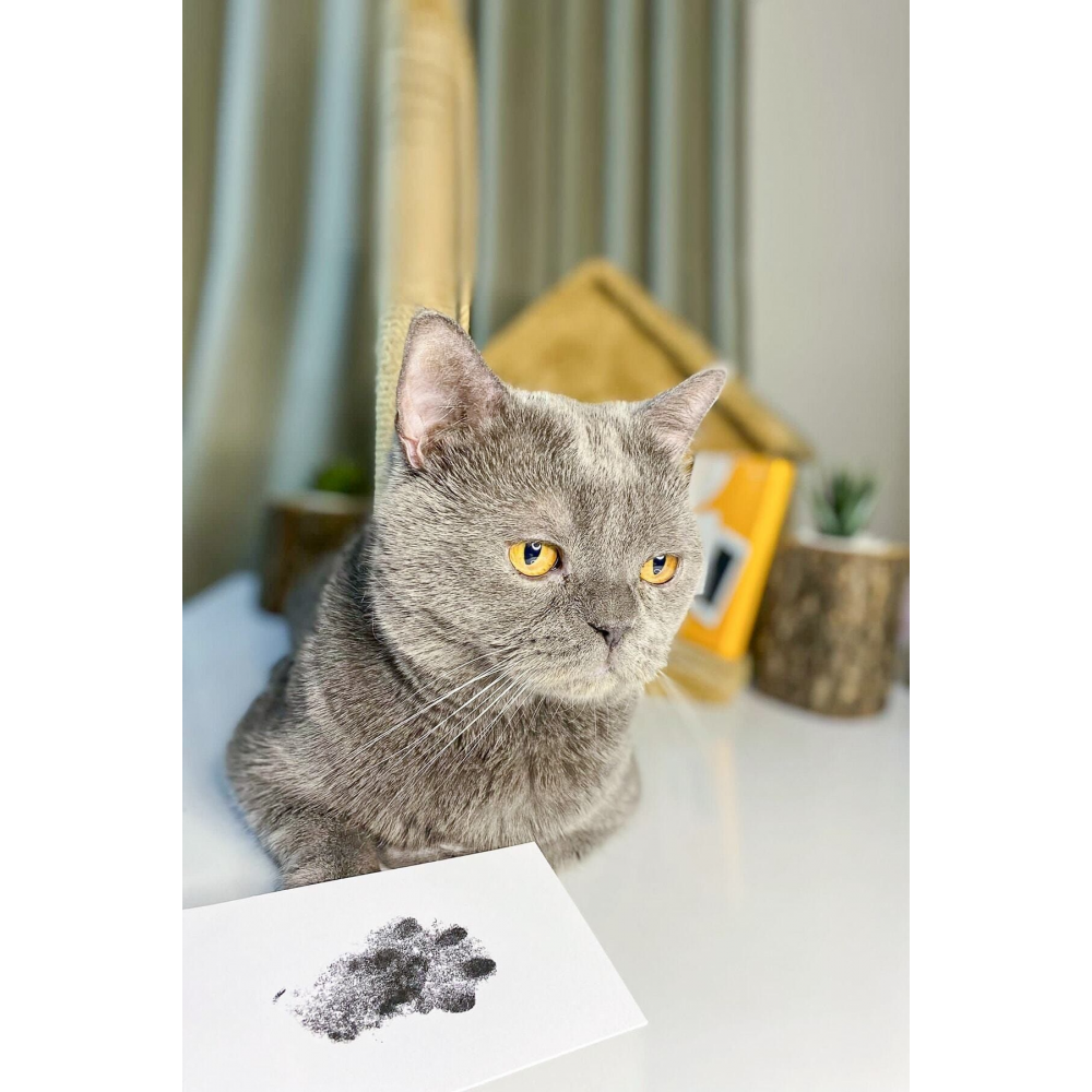 Evcil Hayvan Pati İzi Seti - Toksik Olmayan Mürekkepsiz Baskı Kiti - Kedi Ve Köpek İçin Uygun