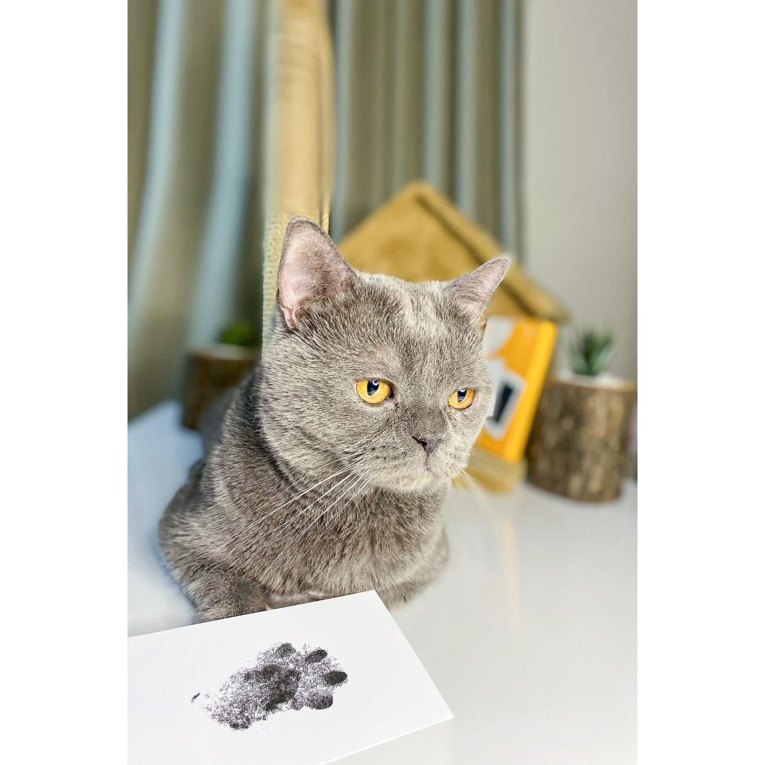 Evcil Hayvan Pati İzi Seti - Toksik Olmayan Mürekkepsiz Baskı Kiti - Kedi Ve Köpek İçin Uygun