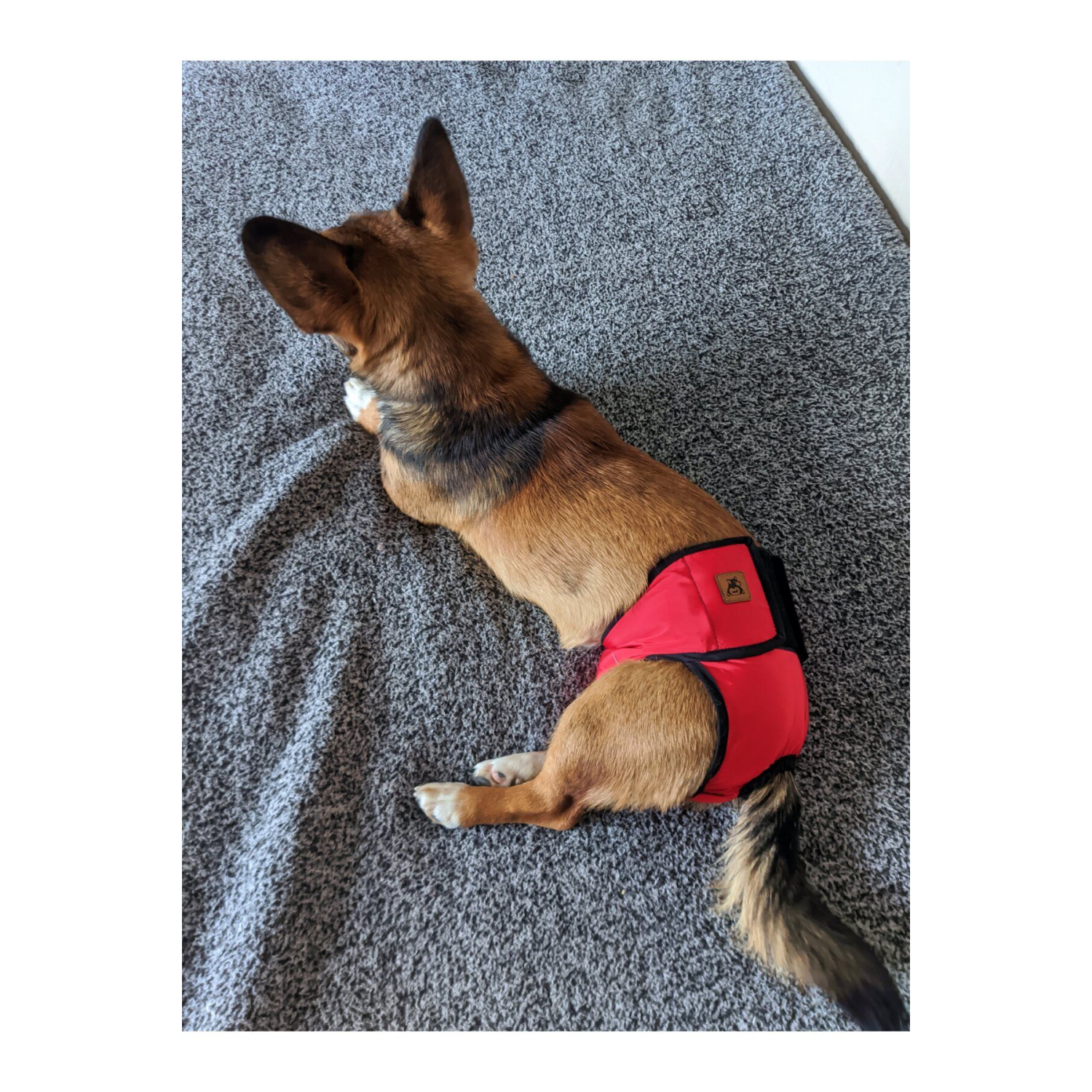 Dişi Köpek Regl Ve Çiş Külodu Pedli Yıkanabilir